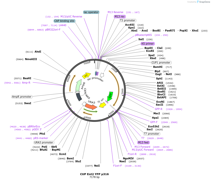 15593-plasmid-map-sequence-id-352244