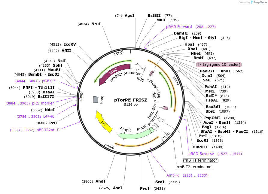 176888-plasmid-map-sequence-id-352279
