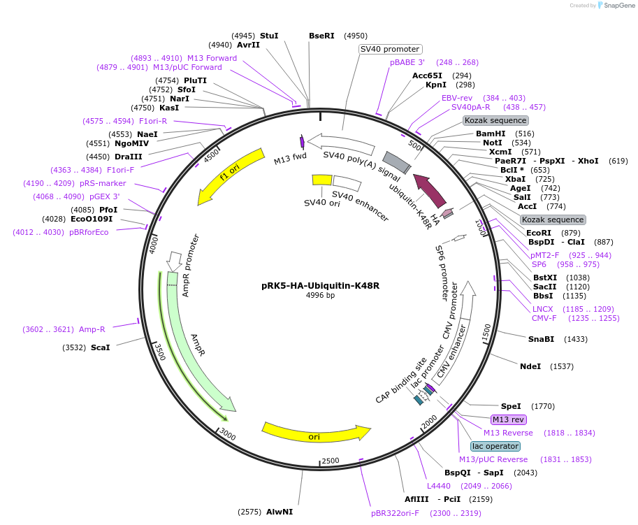 17604-plasmid-map-sequence-id-352283