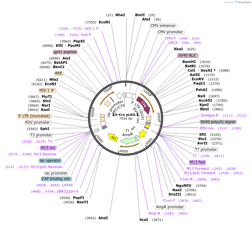 25997-plasmid-map-sequence-id-352284