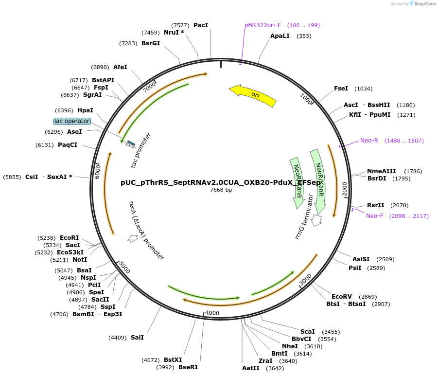 173899-plasmid-map-sequence-id-352368
