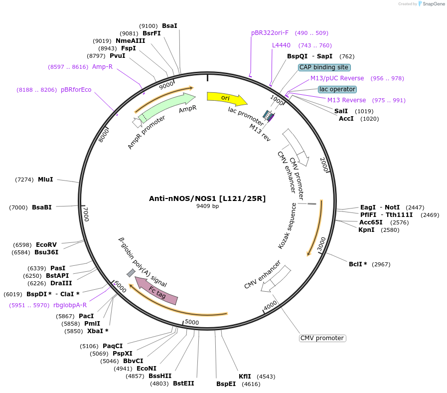 177466-plasmid-map-sequence-id-352378