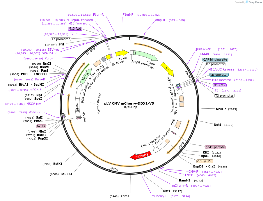 175162-plasmid-map-sequence-id-352383