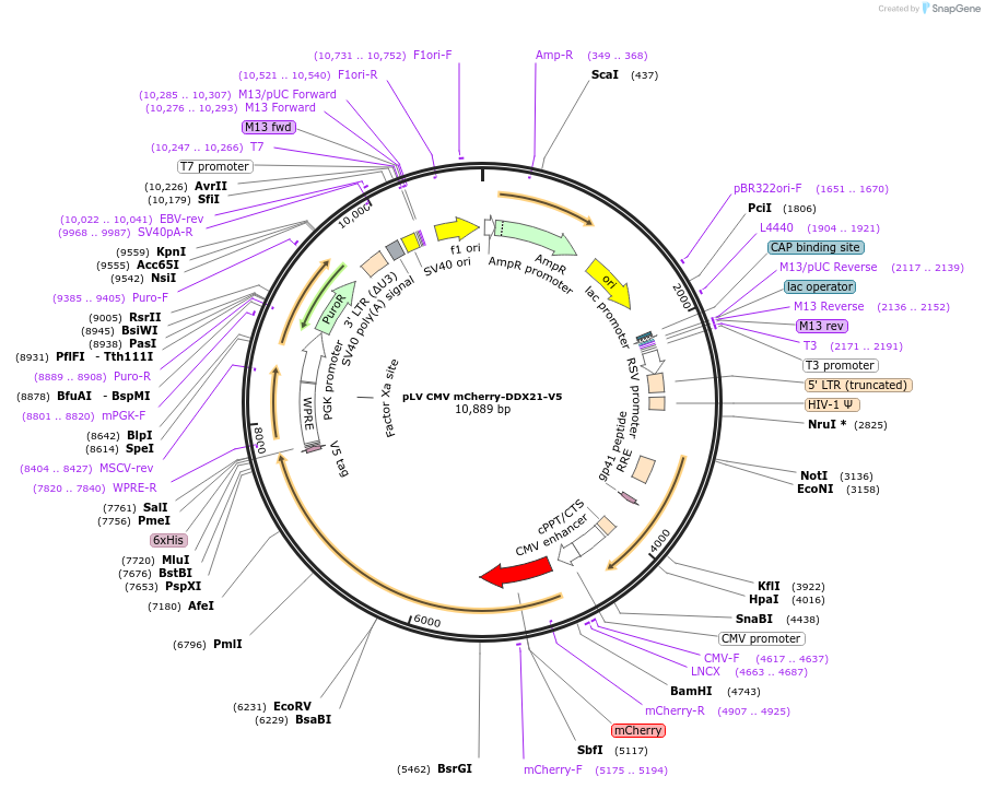 175163-plasmid-map-sequence-id-352385