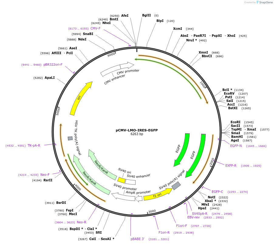 178309-plasmid-map-sequence-id-352424