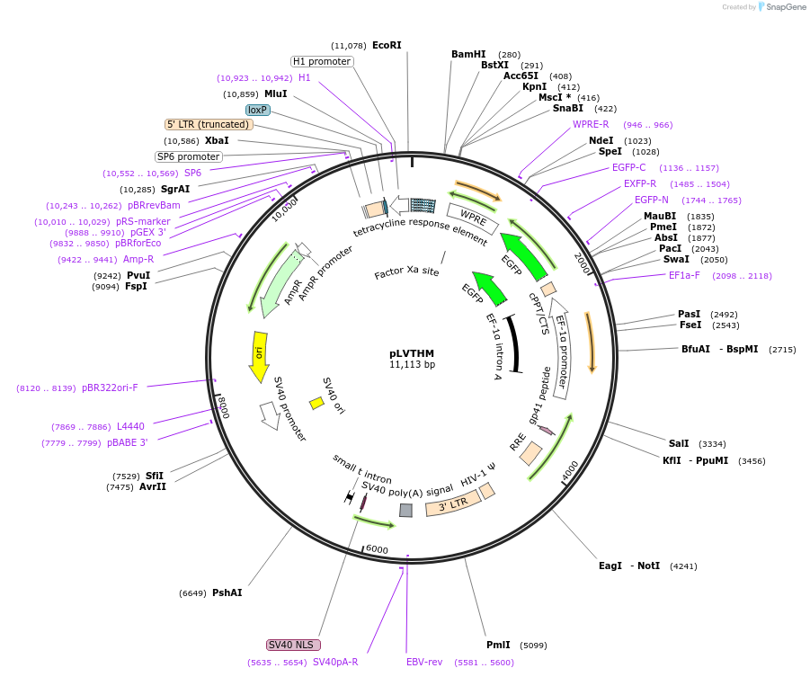 12247-plasmid-map-sequence-id-352425