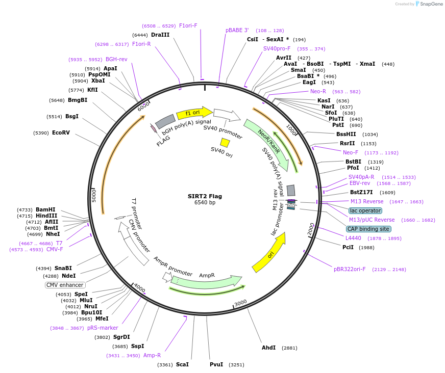 13813-plasmid-map-sequence-id-352428