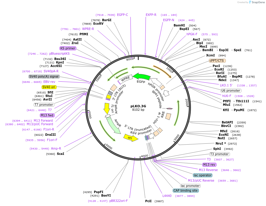 14748-plasmid-map-sequence-id-352429