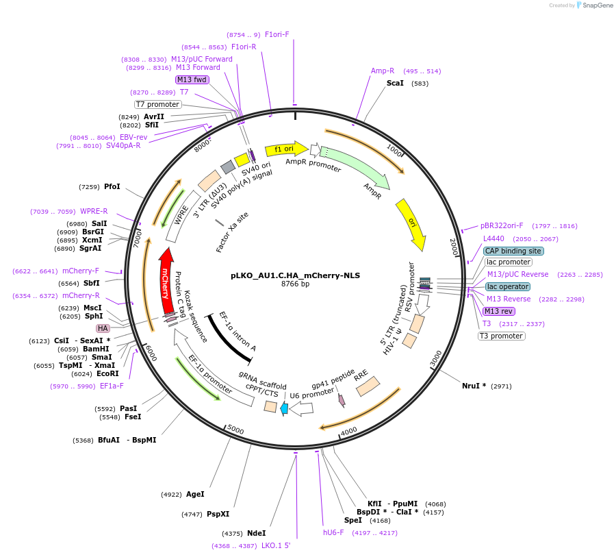 178209-plasmid-map-sequence-id-352442