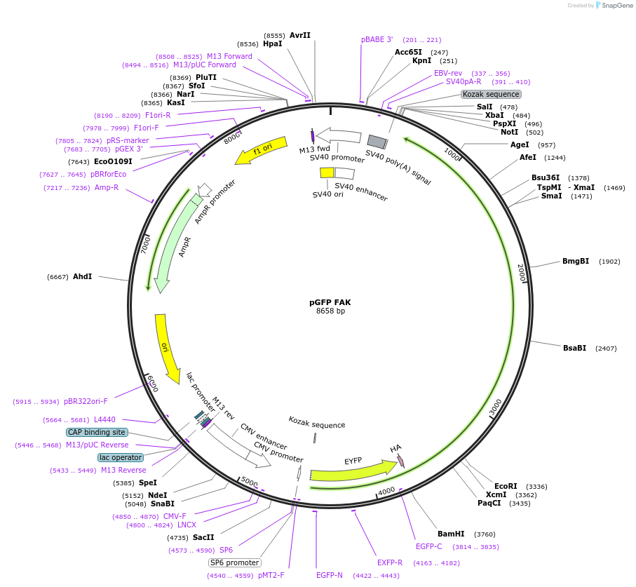 50515-plasmid-map-sequence-id-352443