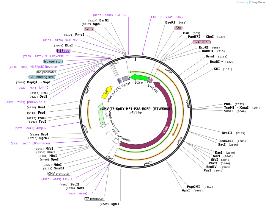 139997-plasmid-map-sequence-id-352446