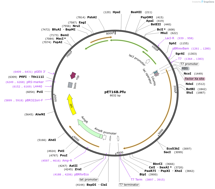 12509-plasmid-map-sequence-id-352448