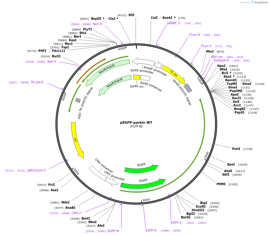 45875-plasmid-map-sequence-id-352451