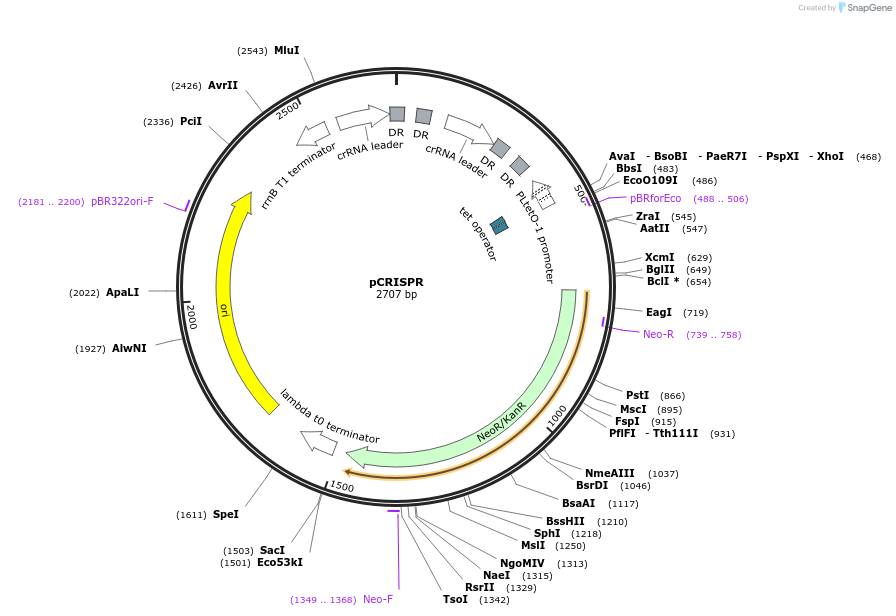 42875-plasmid-map-sequence-id-352453