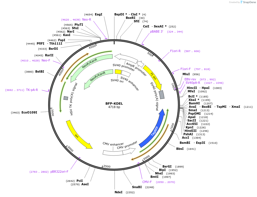 49150-plasmid-map-sequence-id-352455