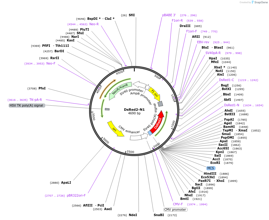 54493-plasmid-map-sequence-id-352456
