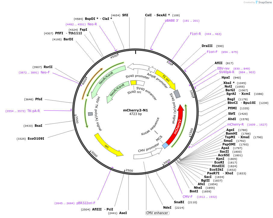 54517-plasmid-map-sequence-id-352457