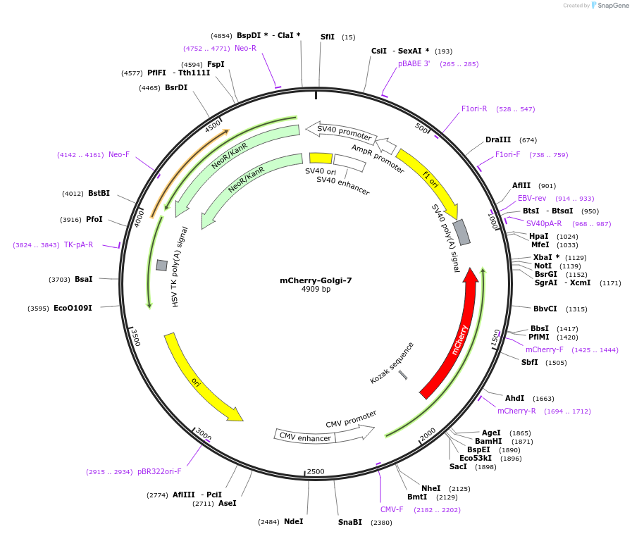 55052-plasmid-map-sequence-id-352458