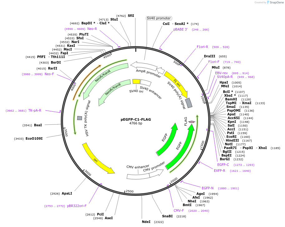 46956-plasmid-map-sequence-id-352459