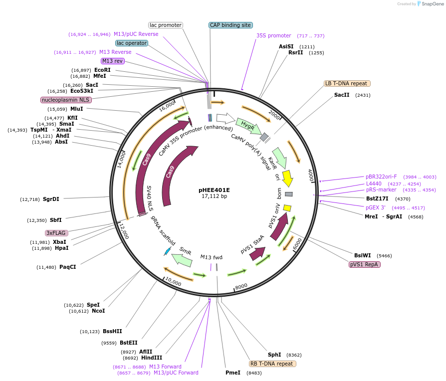 71287-plasmid-map-sequence-id-352460
