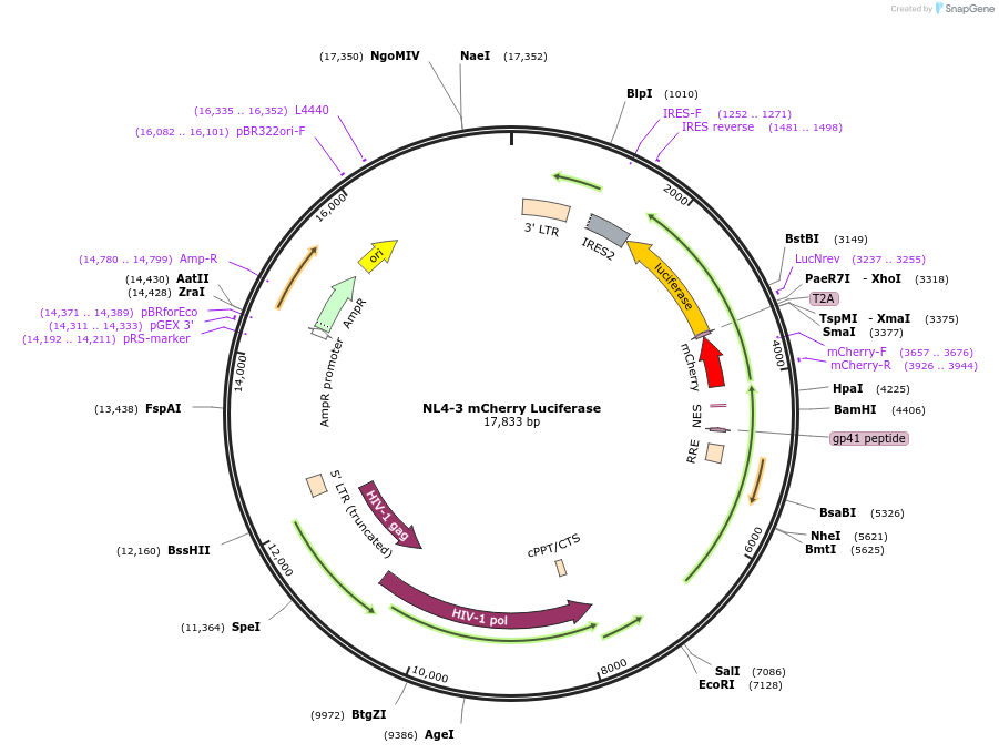 44965-plasmid-map-sequence-id-352462