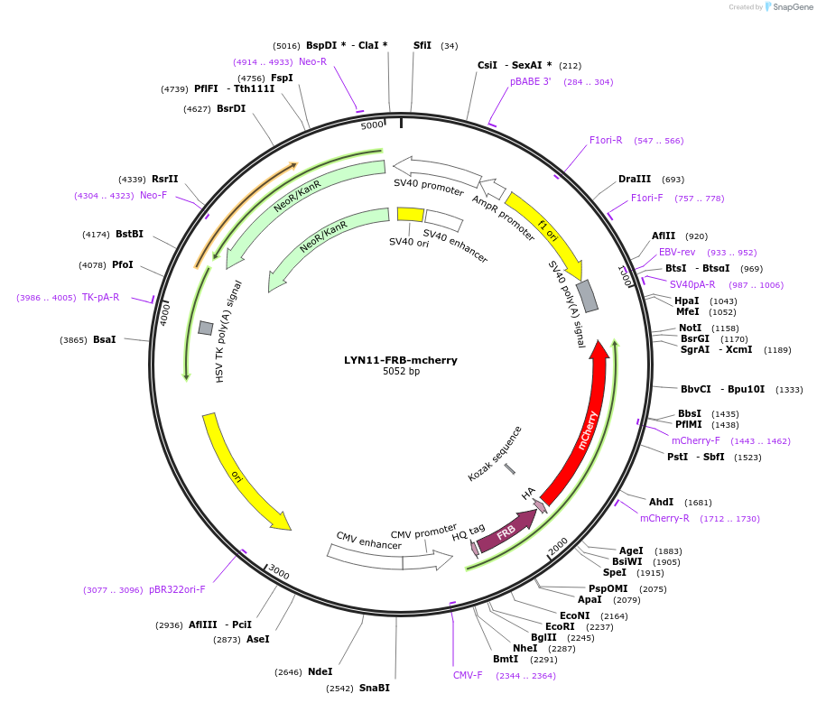 38004-plasmid-map-sequence-id-352463