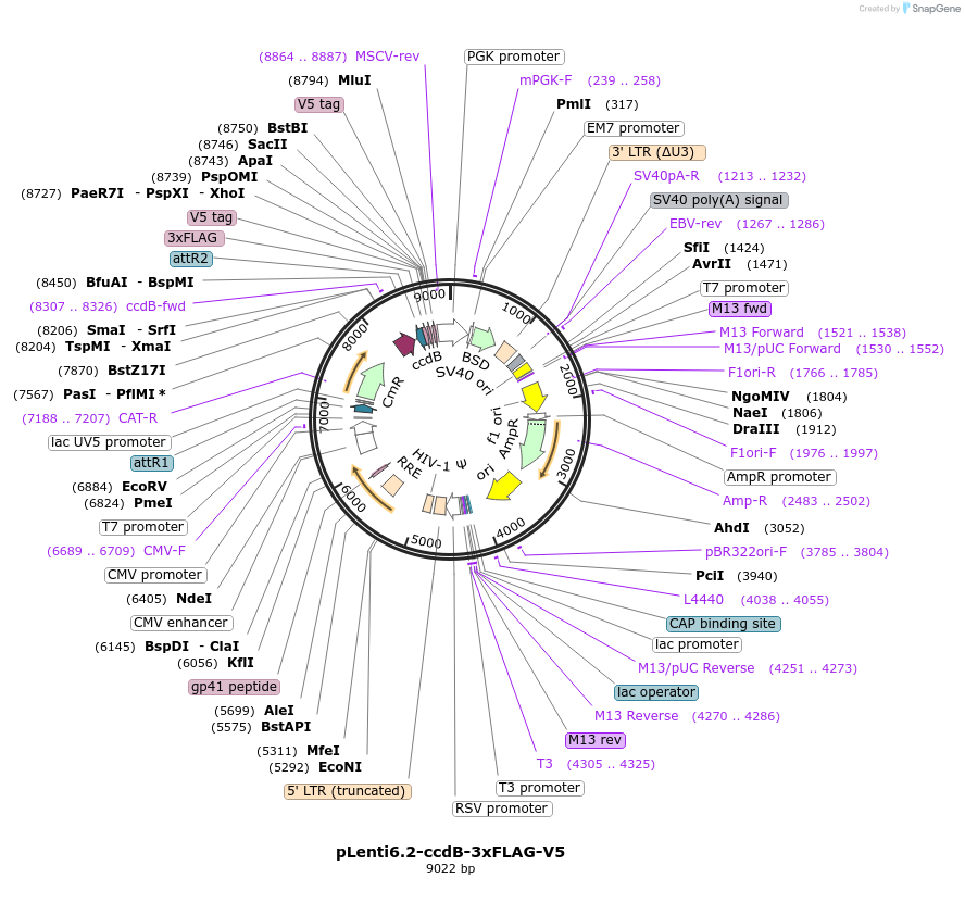 87071-plasmid-map-sequence-id-352469