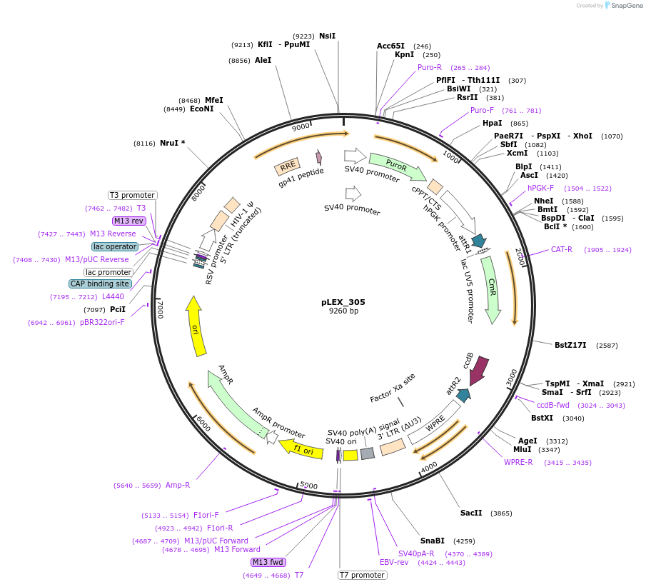 41390-plasmid-map-sequence-id-352470