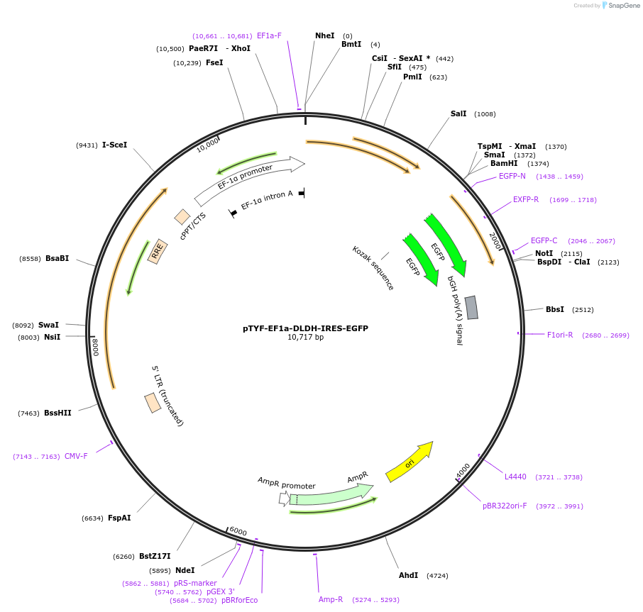 178310-plasmid-map-sequence-id-352510