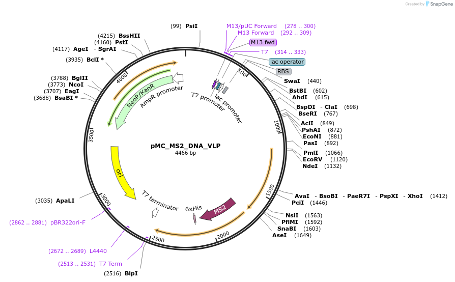179156-plasmid-map-sequence-id-352512