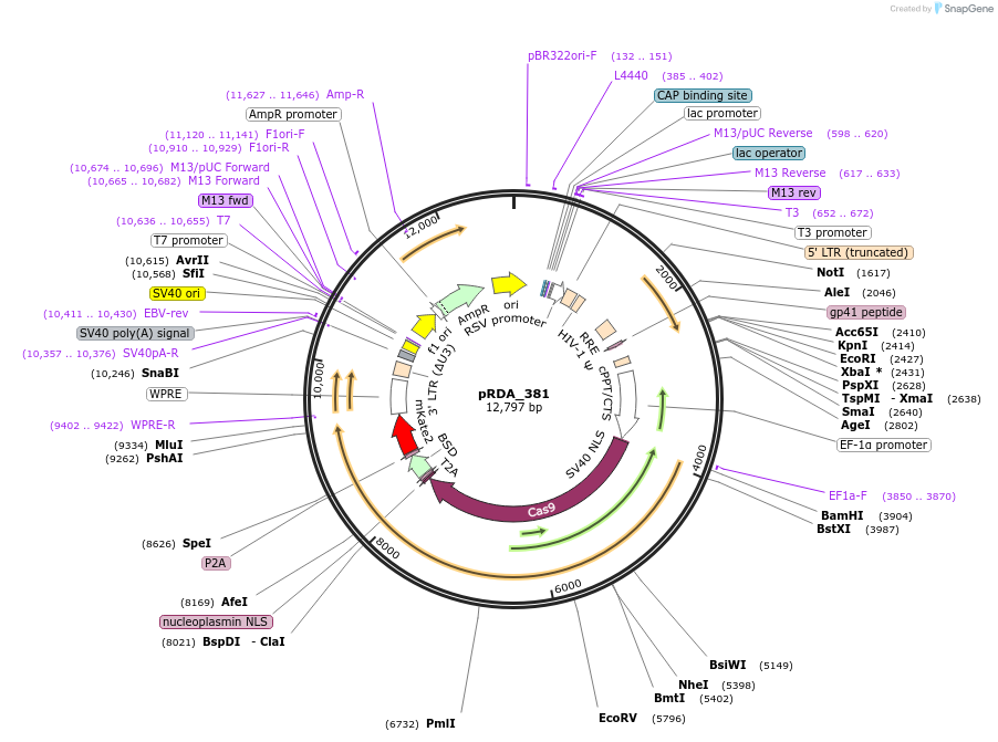 179092-plasmid-map-sequence-id-352529