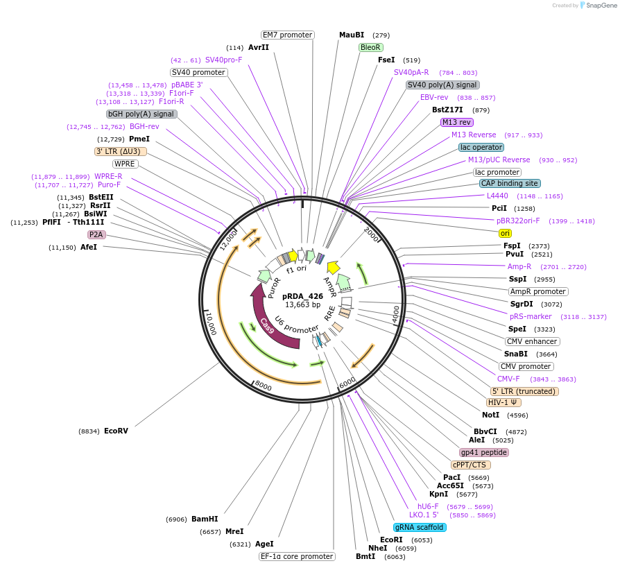 179097-plasmid-map-sequence-id-352548