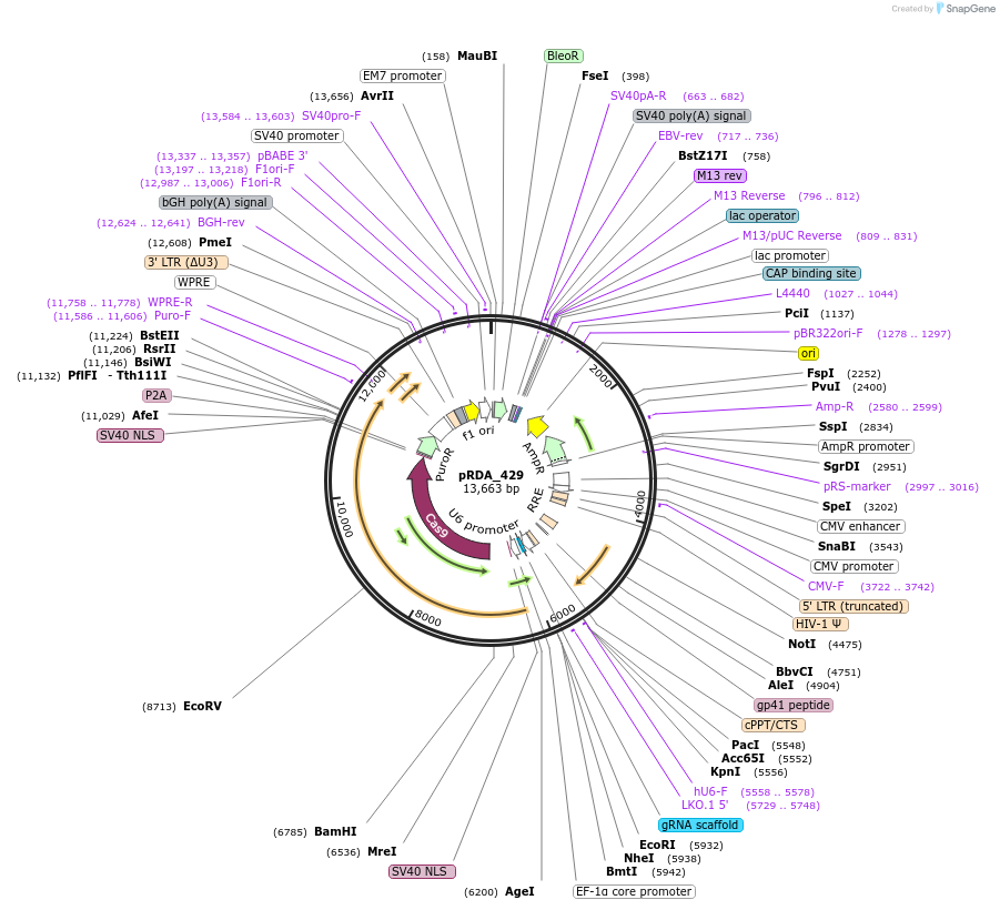 179098-plasmid-map-sequence-id-352549