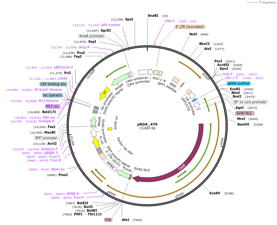 179099-plasmid-map-sequence-id-352550