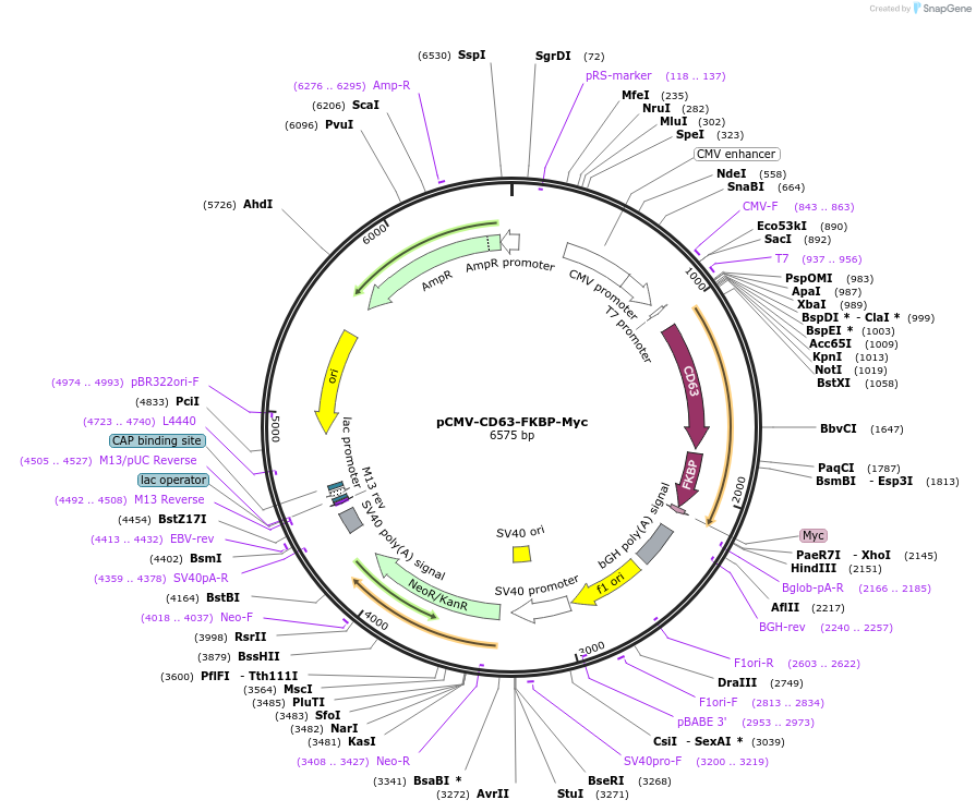 177910-plasmid-map-sequence-id-352551
