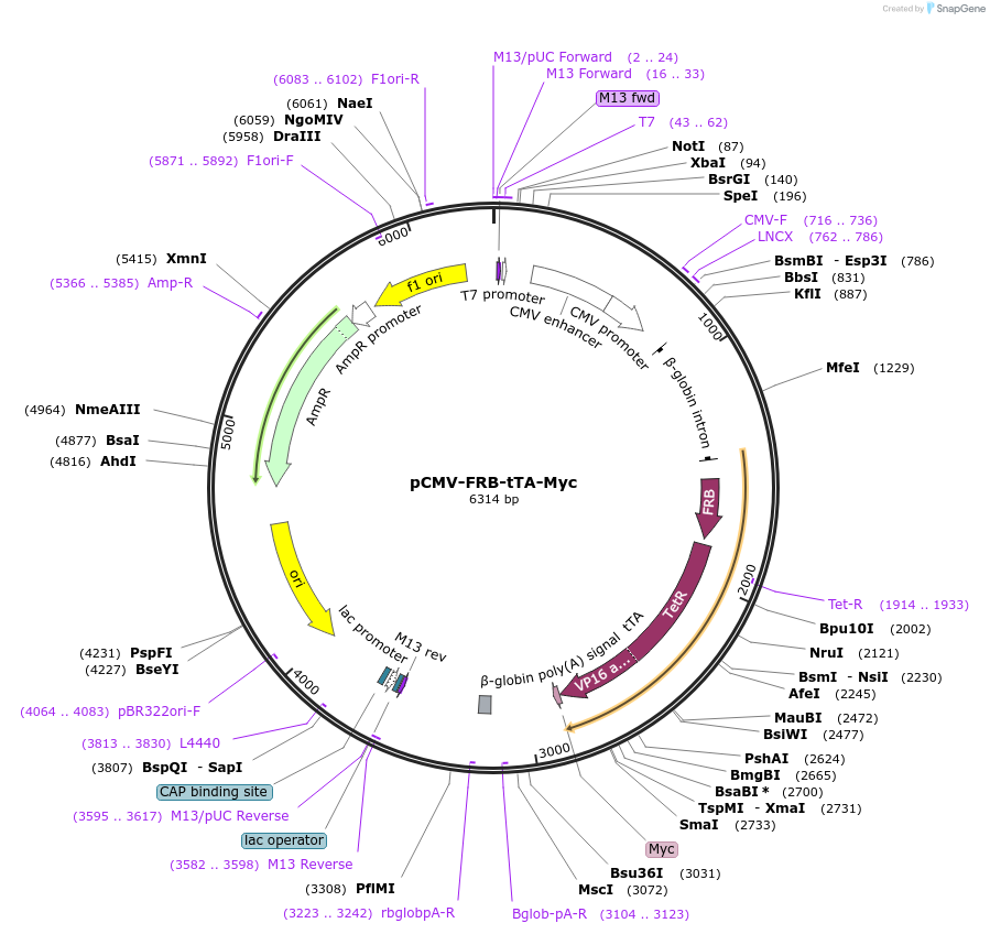 177911-plasmid-map-sequence-id-352552