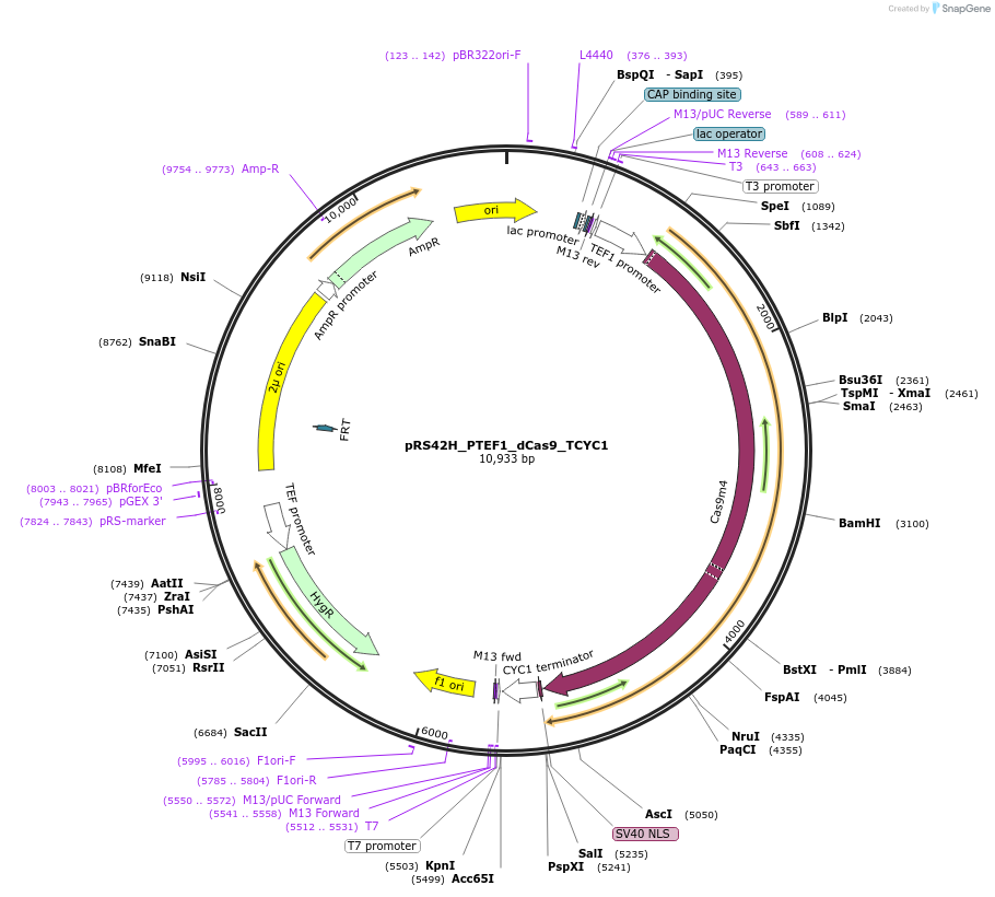 177155-plasmid-map-sequence-id-352558