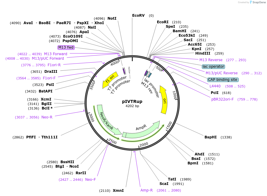 101362-plasmid-map-sequence-id-352564