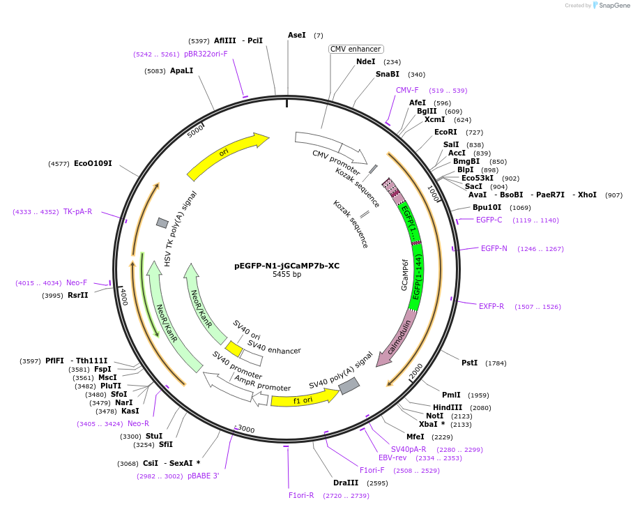 178361-plasmid-map-sequence-id-352580