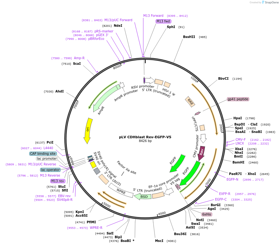 175164-plasmid-map-sequence-id-352583