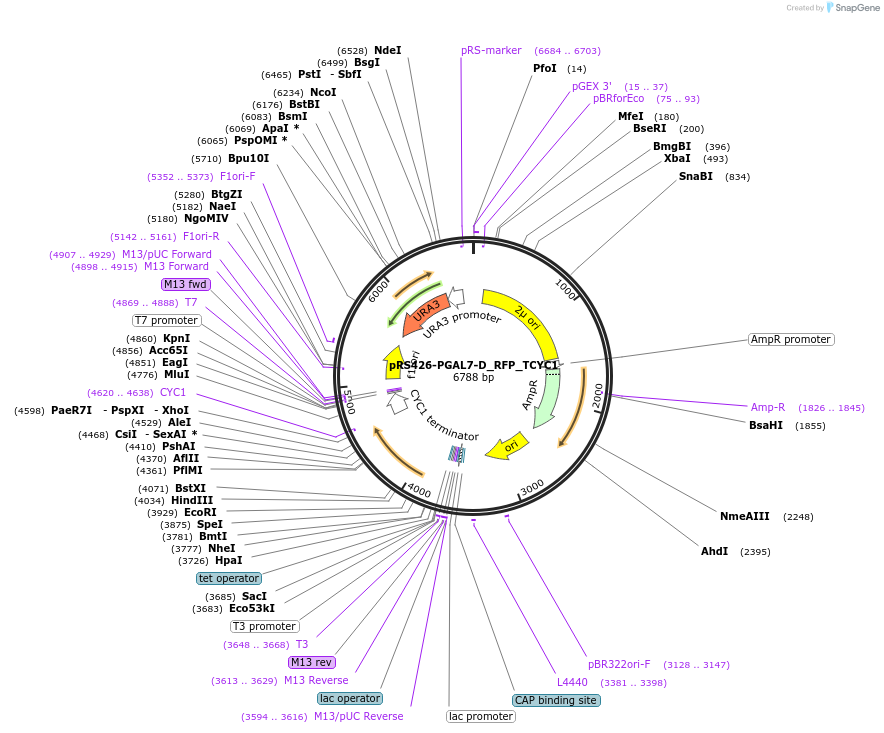 177165-plasmid-map-sequence-id-352585