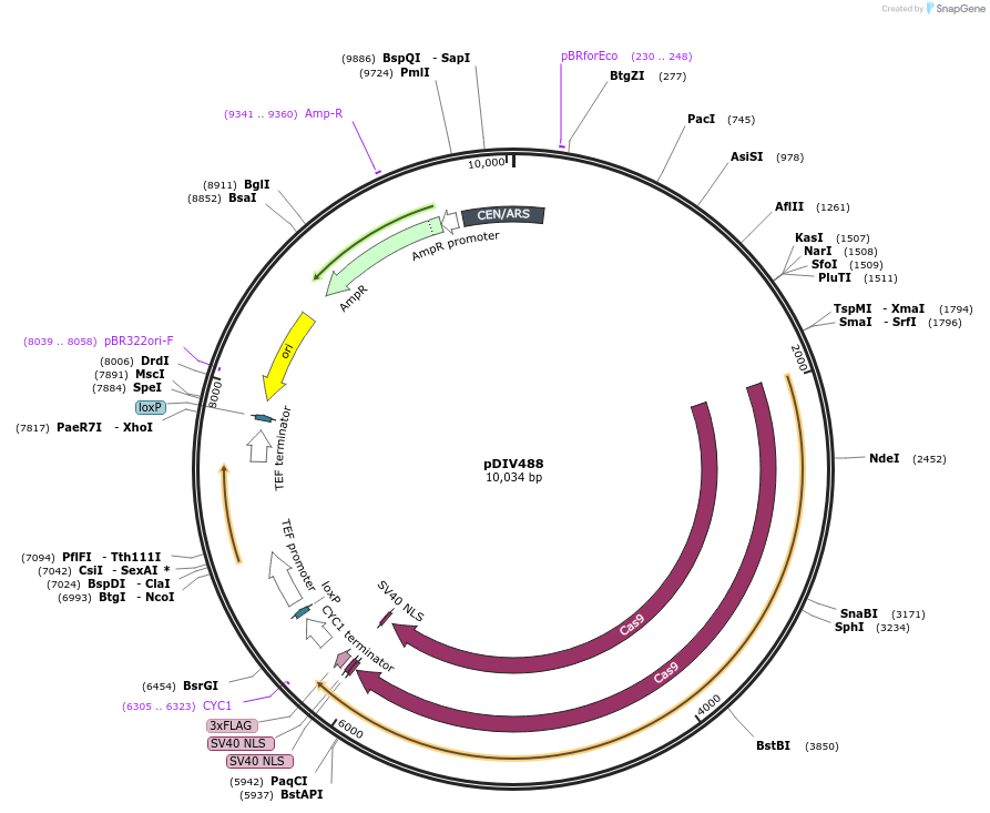 177696-plasmid-map-sequence-id-352586