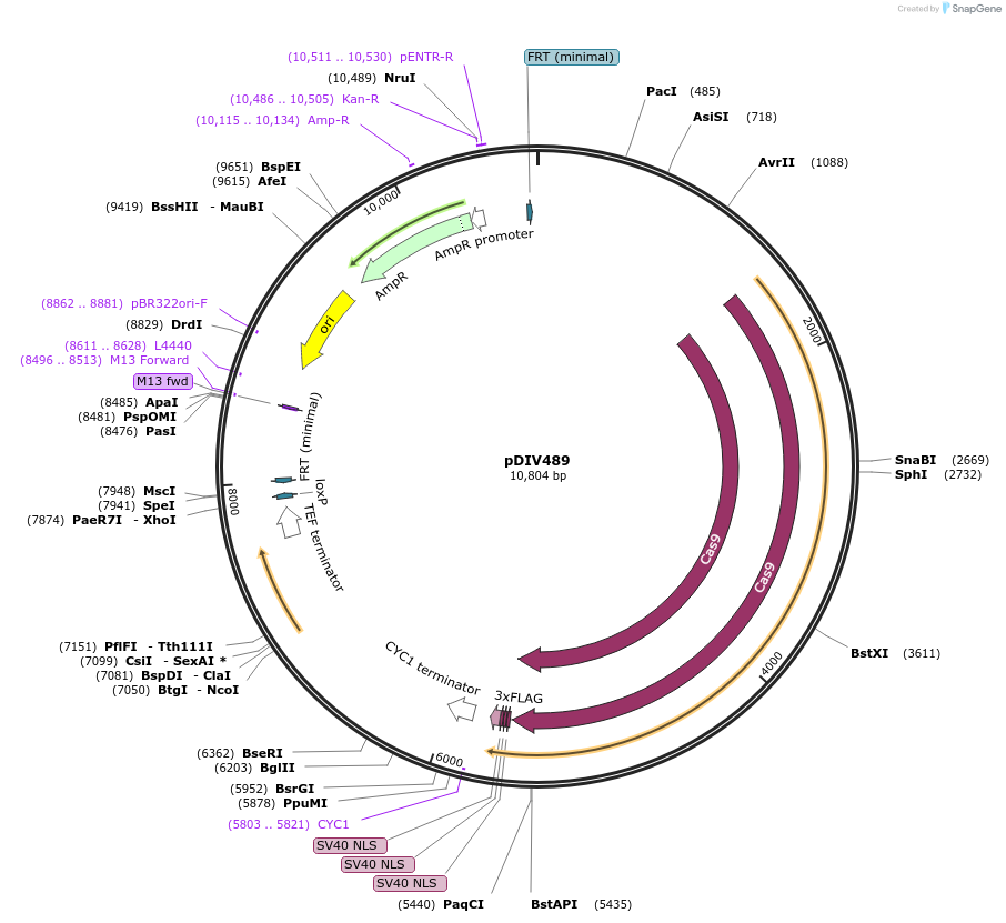 177697-plasmid-map-sequence-id-352587