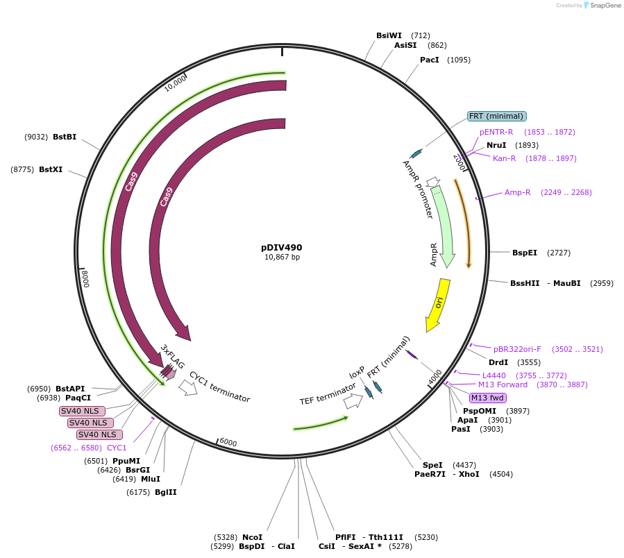 177698-plasmid-map-sequence-id-352588