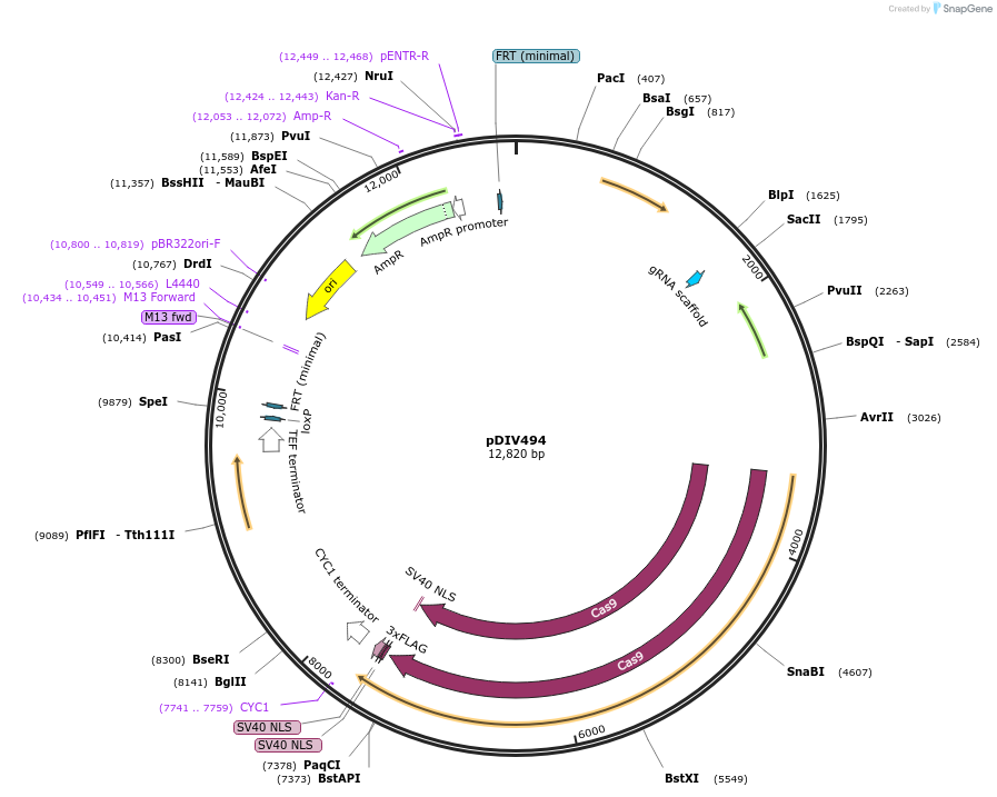 177701-plasmid-map-sequence-id-352589