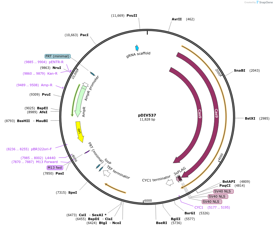 177704-plasmid-map-sequence-id-352590