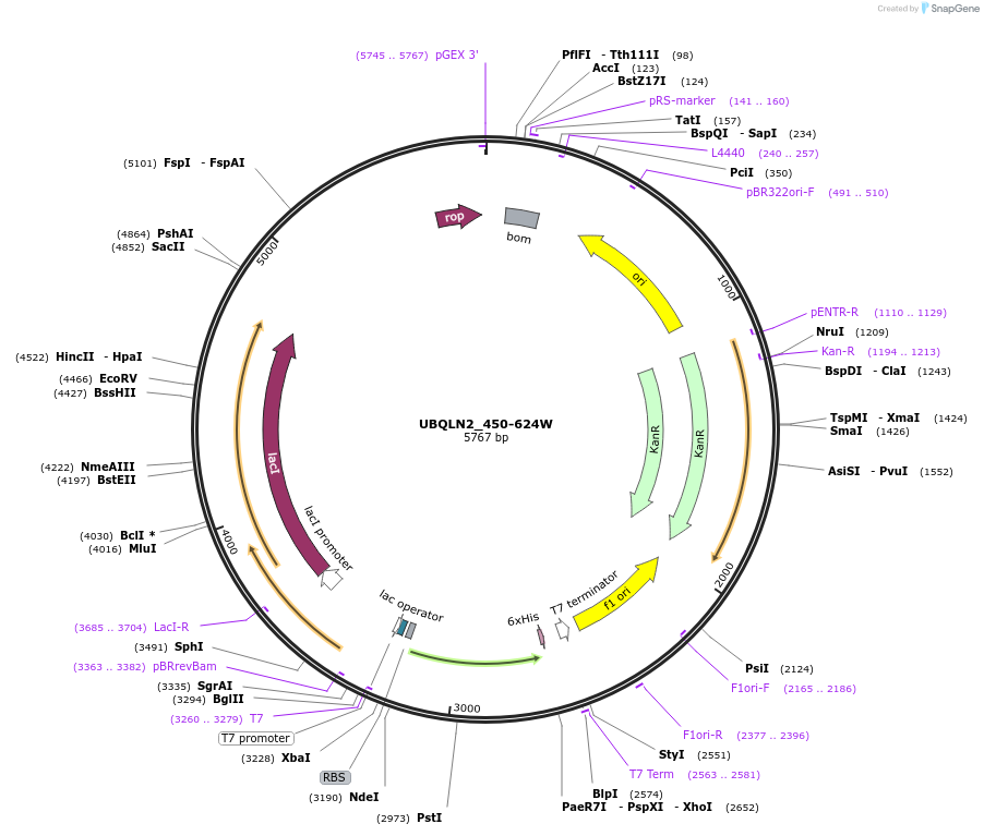 176852-plasmid-map-sequence-id-352597