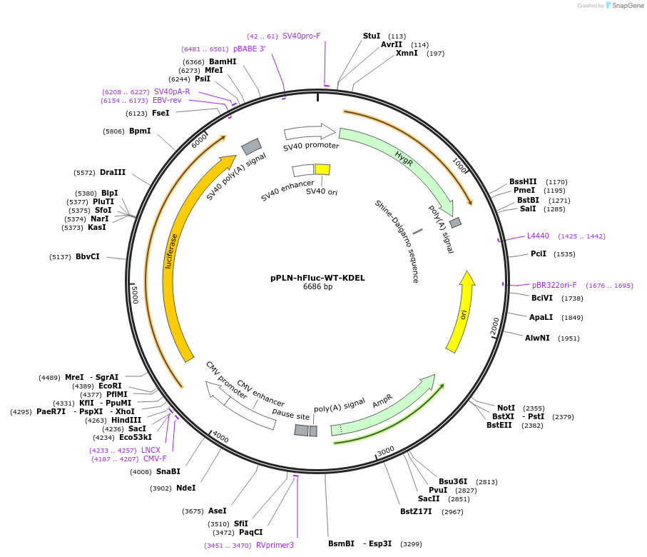 177715-plasmid-map-sequence-id-352605