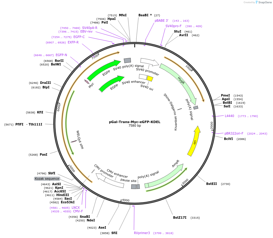 177729-plasmid-map-sequence-id-352608
