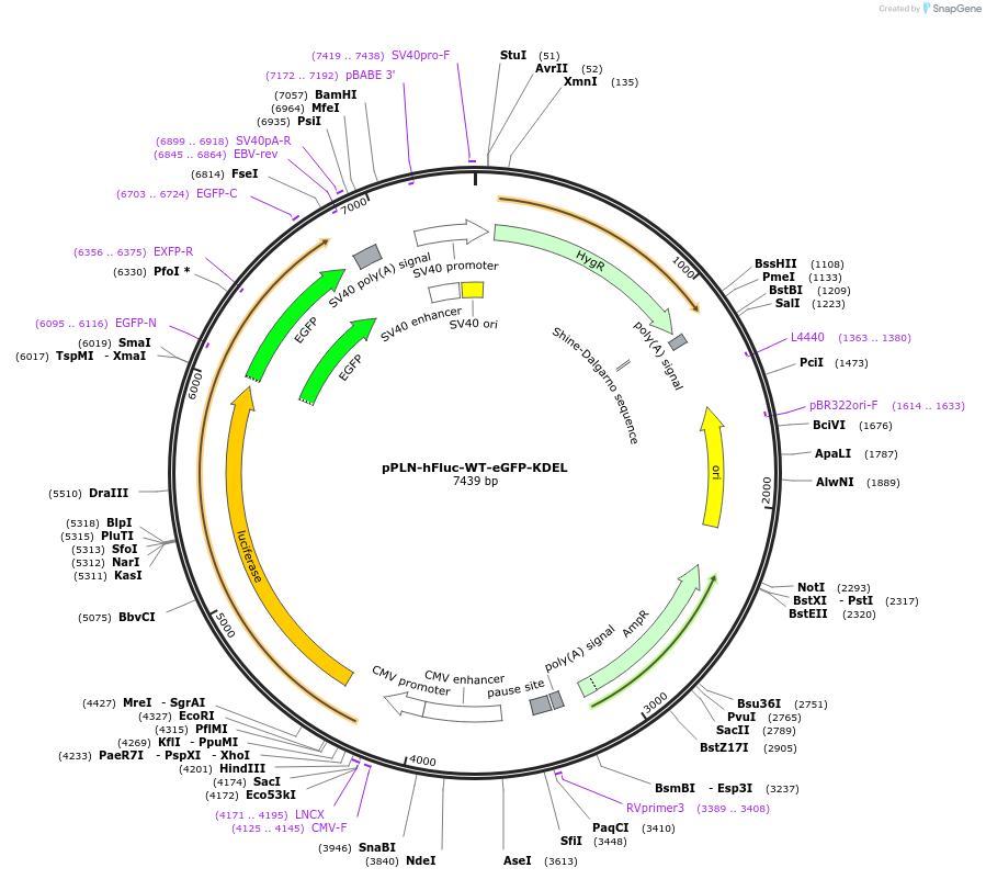 177727-plasmid-map-sequence-id-352609
